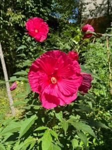 B&B / Chambres d'hotes Le Clos des Queyries, Chambres d'Hotes : photos des chambres