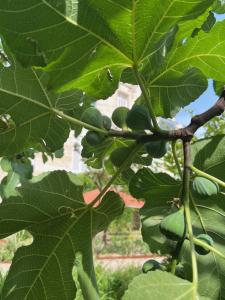 B&B / Chambres d'hotes Le Clos des Queyries, Chambres d'Hotes : photos des chambres