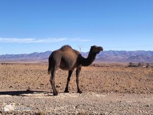 ECOLODGE MISS ROSE CHEZ LA FAMILLE