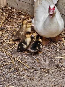 Sejours a la campagne Gite canard : photos des chambres