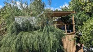 Kaz baies roses - A. Dubuisson