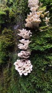 Natures Lap Homestay