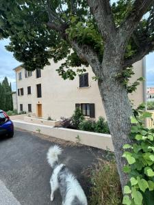 Appartements T3 de standing a Piana : photos des chambres