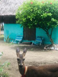 Hotel Rancho Tranquilo Beach