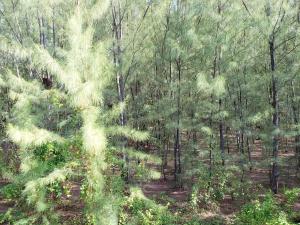 Ivys Luxury Townhouse - 1 bdrm