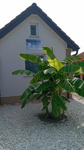 Vadgalamb Apartmanház