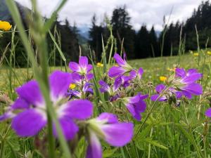 Appartements L-Arpa - Duplex dans Chalet Neuf - Vue MontBlanc : photos des chambres
