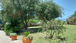 Villa Gecko, Arillas