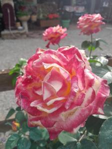 B&B / Chambres d'hotes Chambre d-hote Amitie et Jardin : photos des chambres