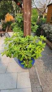 Donabate 5BD Home 10 min to Airport