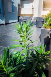 Apartmani Barović Bečići