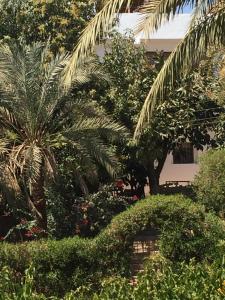 Pearl of Luxor on the Nile -Apartment