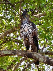 The Cottage Sigiriya