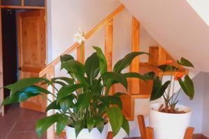 Posada de la Sirga Oxapampa De 8 a 10 personas