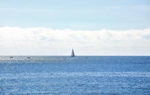 Pet Friendly Apartment