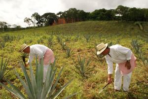 Hacienda Uxmal Plantation & Museum