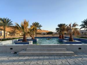 Desert Rose Camp