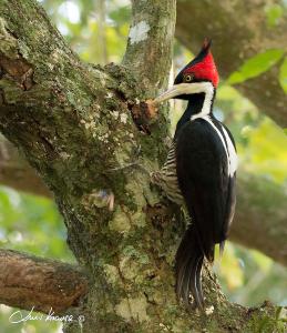 O Canto do Vale Trancoso