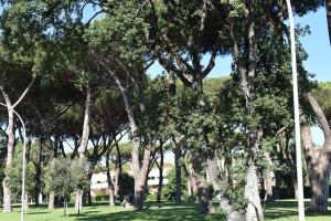 Ipponatte 29 Roma Casal Palocco