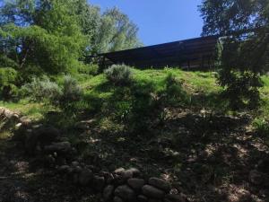 Ascochinga, Los árboles