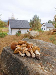Klidná lokalita Na kraji lesa, celý dům s úschovnu kol