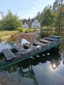 Klidná lokalita Na kraji lesa, celý dům s úschovnu kol - Číměř