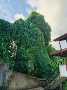 Green heaven Hikkaduwa