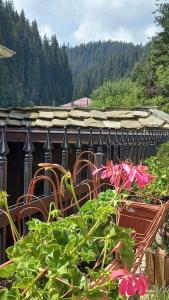 Къща за гости Начовата къща, Стойките, община Смолян