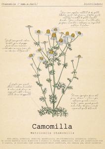 Le Floreali - Casa Camomilla - 4hvězdičkové hotely ve městě Bolsena