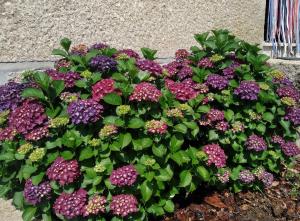 Casa do Reguengo, Freigil