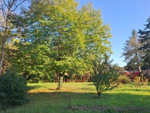 B&B / Chambres d'hotes Le Lion de Brenne : photos des chambres