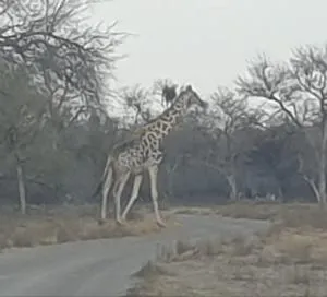 Paradise Camp Delux Rooms - Otavi