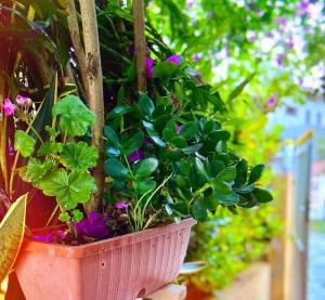 6 - Apartamento de 02 quartos com jacuzzi em Bombas