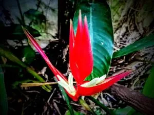 Casa del arbol hostel - Liebig