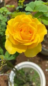 Pine Villa - Tang Jran Dring