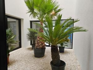 Baltic Waves Perlowa