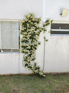 Pousada Recanto das Margaridas