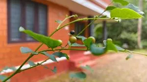 THEERTHAMKARA Staycation - Kodoth