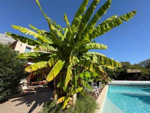 Maisons d'hotes Gites Le Patio34 : photos des chambres