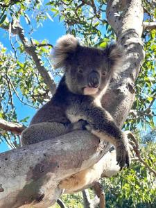 Two Buoys Beach Shack