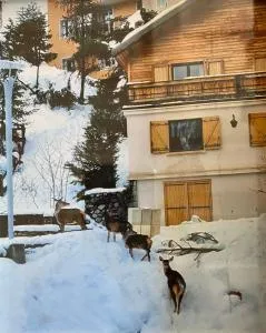 CHALET FAMILIAL AURON - 圣埃蒂安德蒂内埃