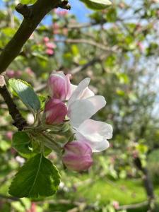 Æblehuset- landhus med fred&ro lige ved gadekæret