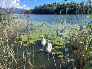 Lake Home Holiday Wellness Villa da sogno sul lago