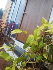 Pinewood mahabaleshwer