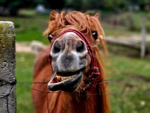 Agroturystyka Stara Huta