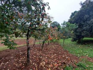 Colonia Nona Angélica