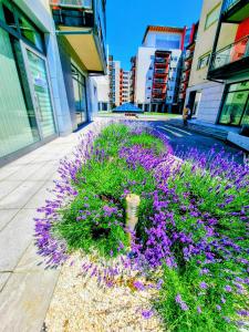 RING ApArt Hotel - Spacious DeLuxe Apartment with Big Terrace and Free Underground Parking