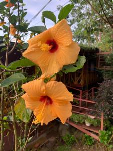 Nắng Xinh Homestay