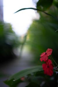 Panorama Paddy Paradise