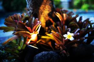 Panorama Paddy Paradise